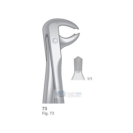Lower Molars