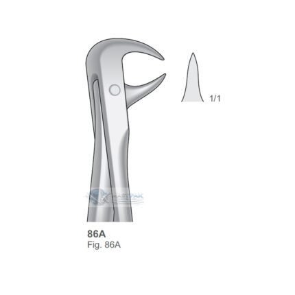 Lower Molars