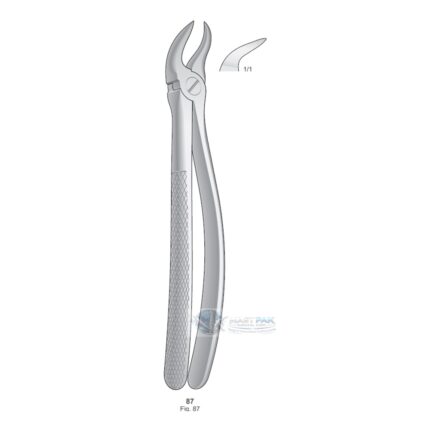 Lower Molars